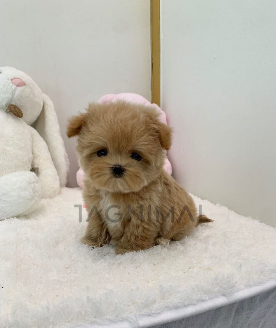 Maltipoo puppy for sale, dog for sale at Tagnimal