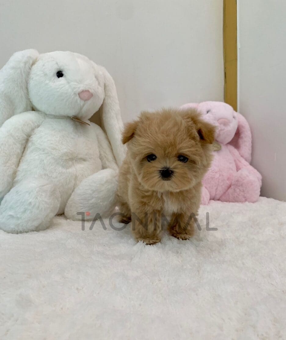 Maltipoo puppy for sale, dog for sale at Tagnimal