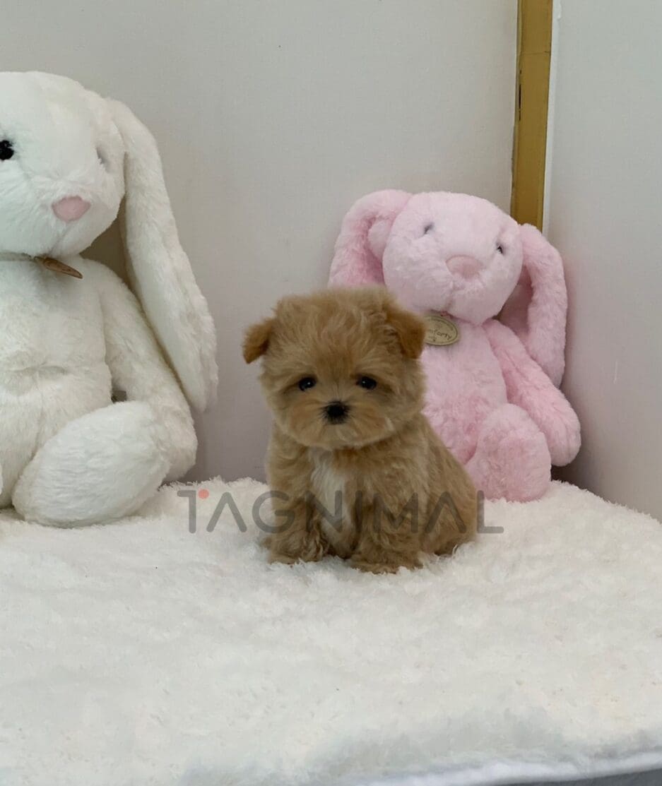 Maltipoo puppy for sale, dog for sale at Tagnimal