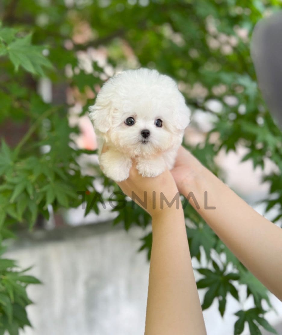 Bichon puppy for sale, dog for sale at Tagnimal