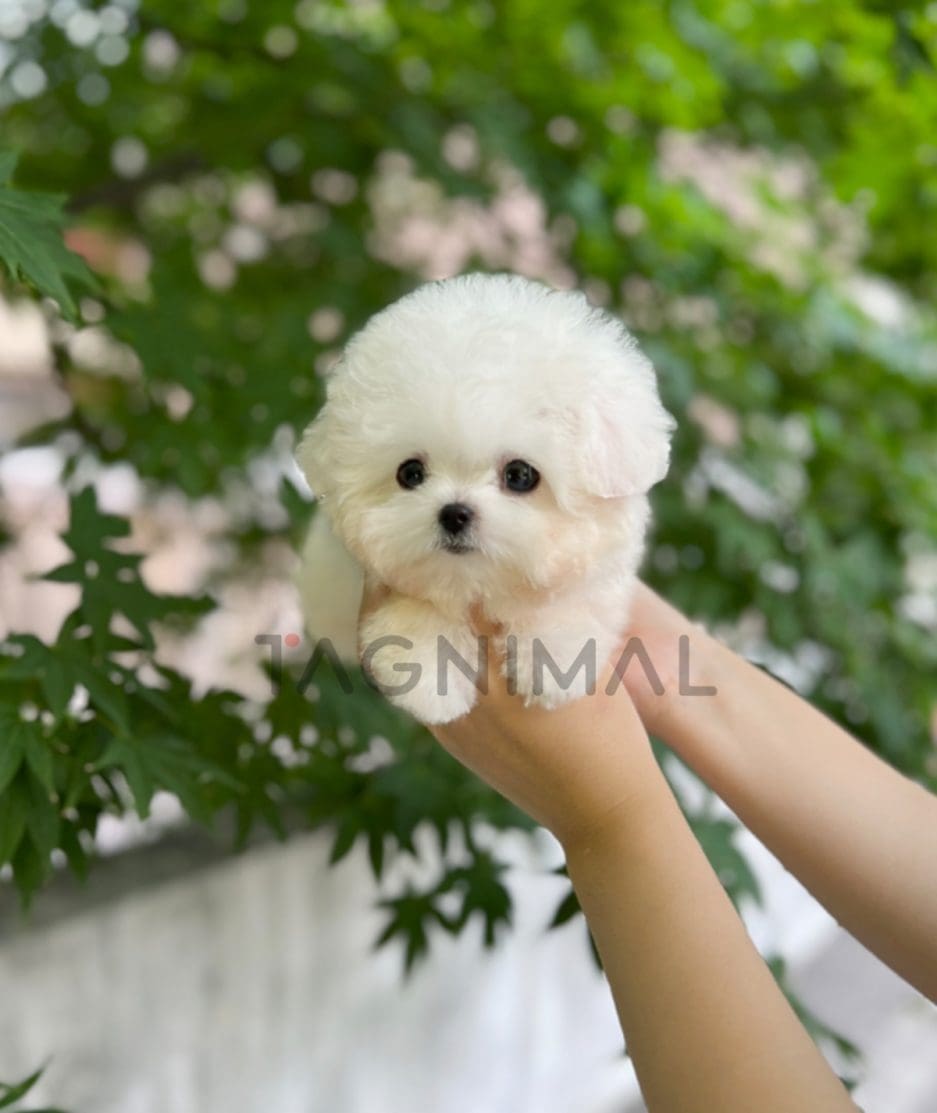 Bichon puppy for sale, dog for sale at Tagnimal