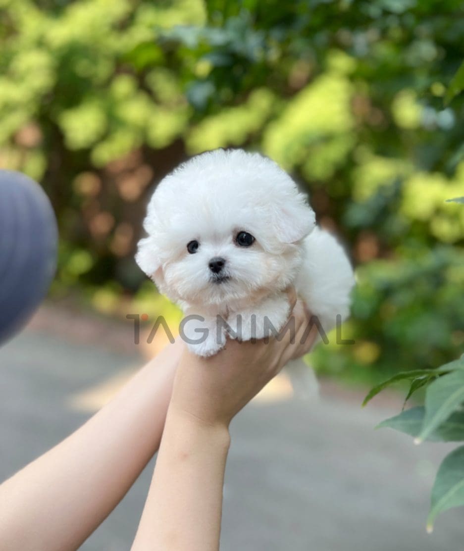 Bichon puppy for sale, dog for sale at Tagnimal