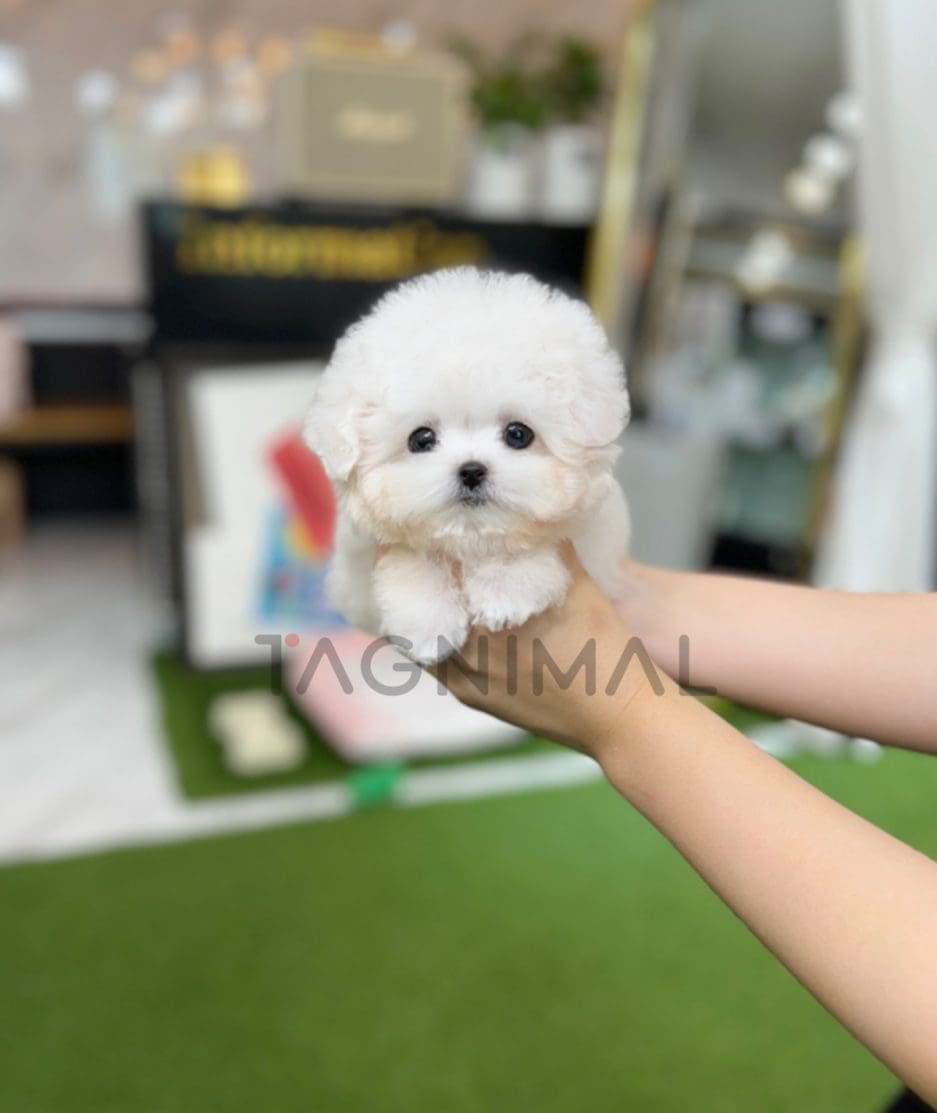 Bichon puppy for sale, dog for sale at Tagnimal