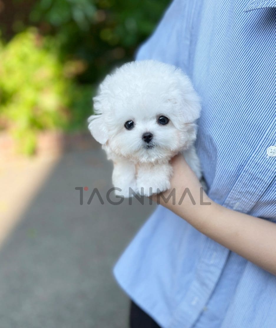 Bichon puppy for sale, dog for sale at Tagnimal