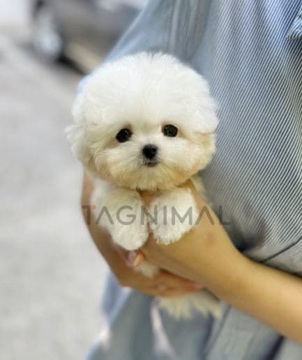 Bichon puppy for sale, dog for sale at Tagnimal