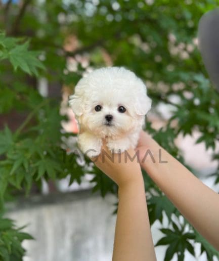 Bichon puppy for sale, dog for sale at Tagnimal