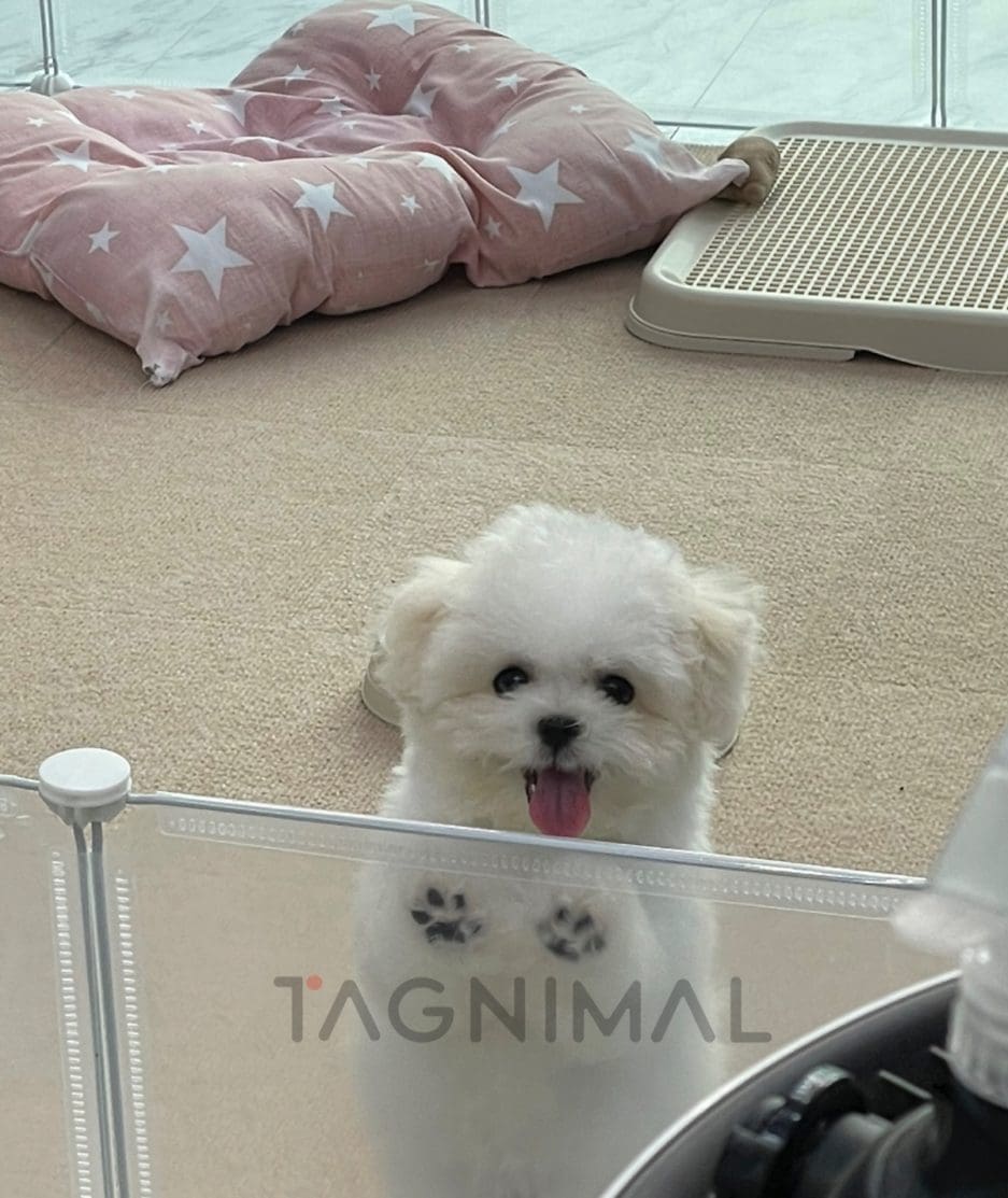 Bichon puppy for sale, dog for sale at Tagnimal