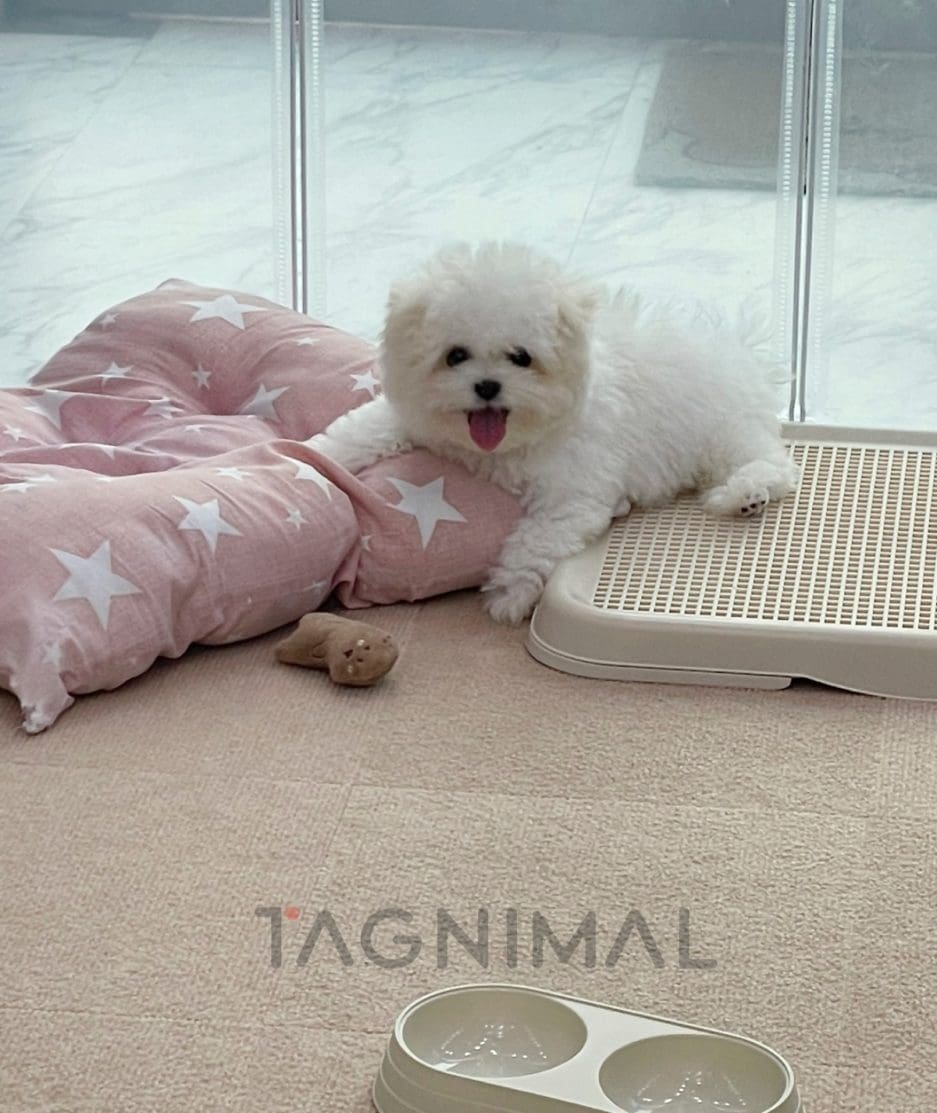 Bichon puppy for sale, dog for sale at Tagnimal