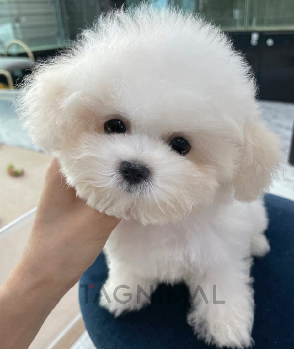 Bichon puppy for sale, dog for sale at Tagnimal