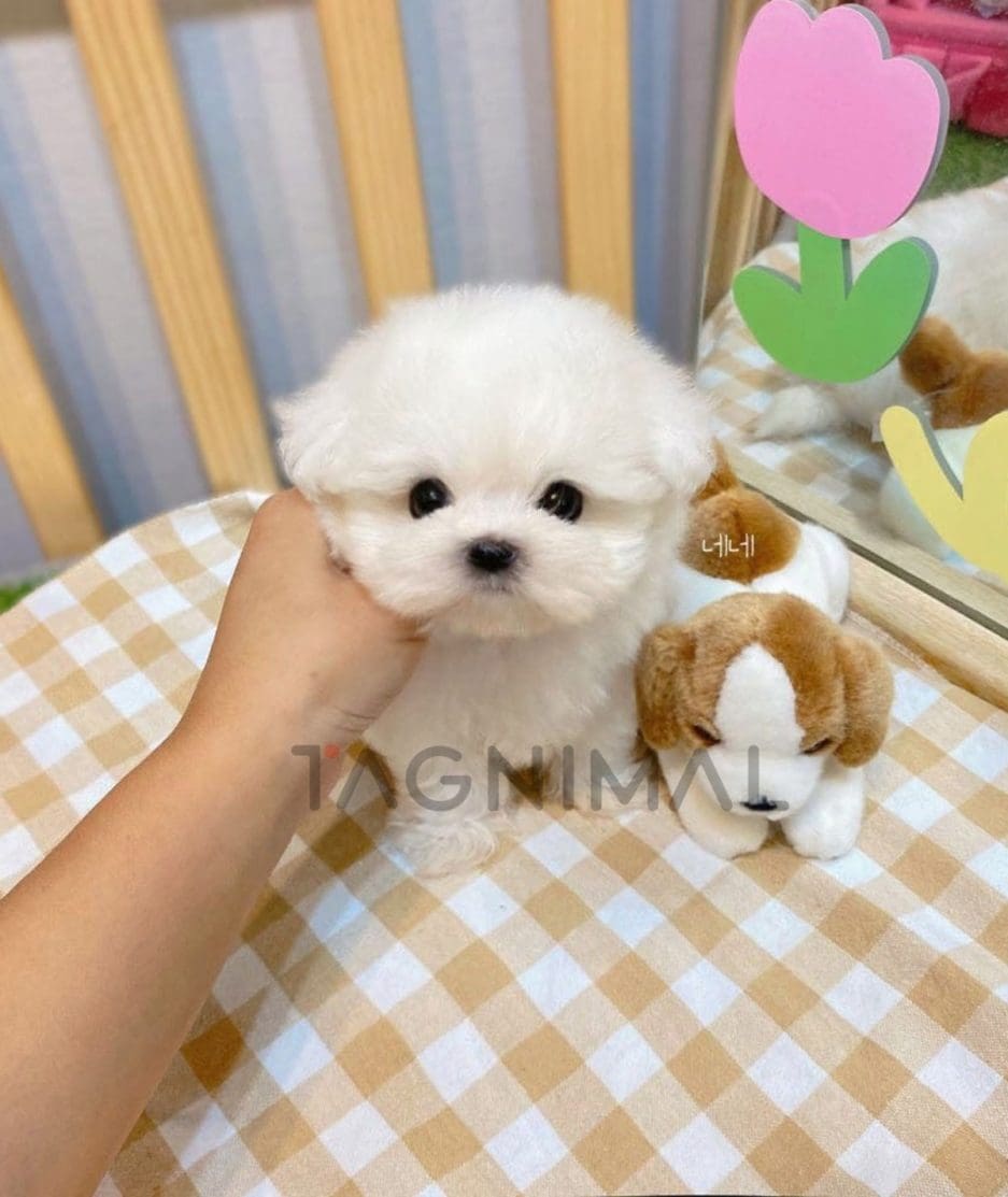 Maltese puppy for sale, dog for sale at Tagnimal