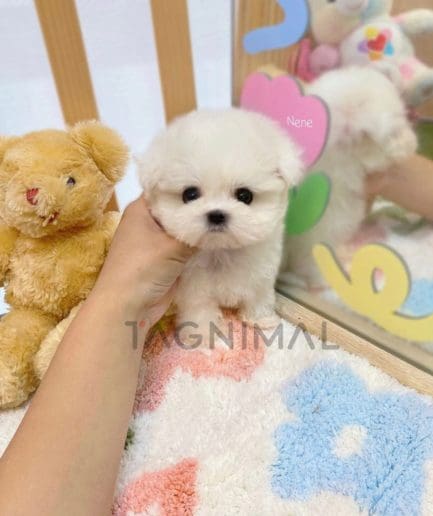 Maltese puppy for sale, dog for sale at Tagnimal