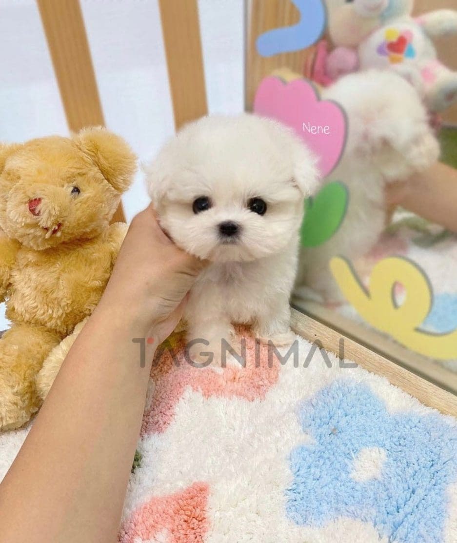 Maltese puppy for sale, dog for sale at Tagnimal