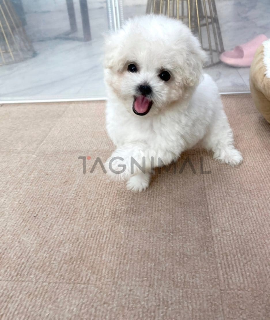 Bichon puppy for sale, dog for sale at Tagnimal