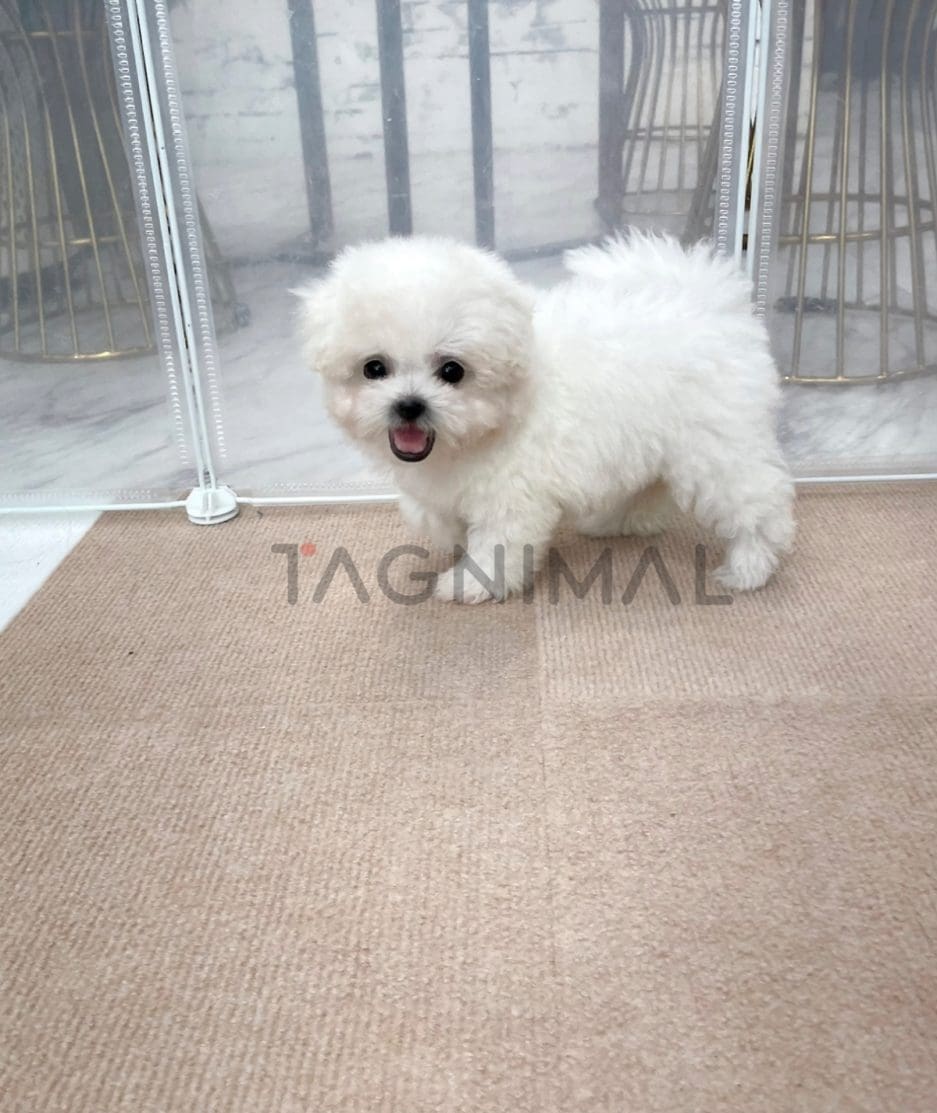 Bichon puppy for sale, dog for sale at Tagnimal