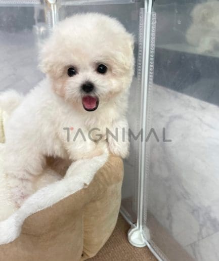 Bichon puppy for sale, dog for sale at Tagnimal