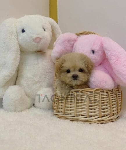 Maltipoo puppy for sale, dog for sale at Tagnimal