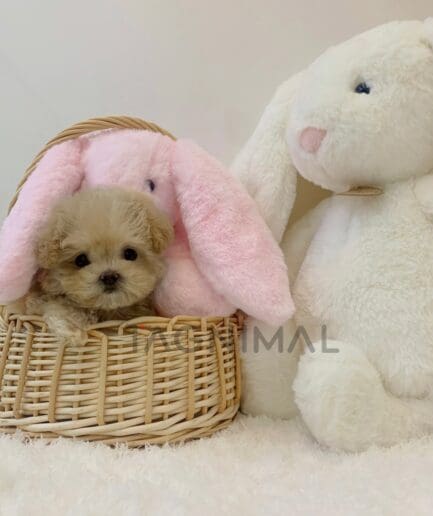 Maltipoo puppy for sale, dog for sale at Tagnimal