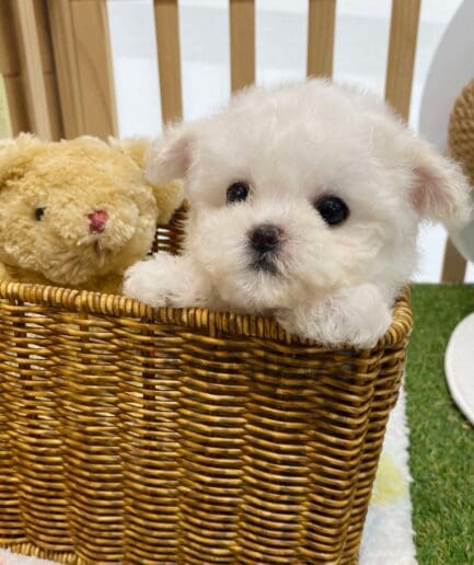 Bichon puppy for sale, dog for sale at Tagnimal