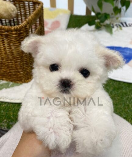 Bichon puppy for sale, dog for sale at Tagnimal