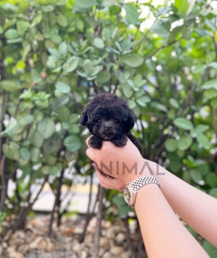 Poodle puppy for sale, dog for sale at Tagnimal