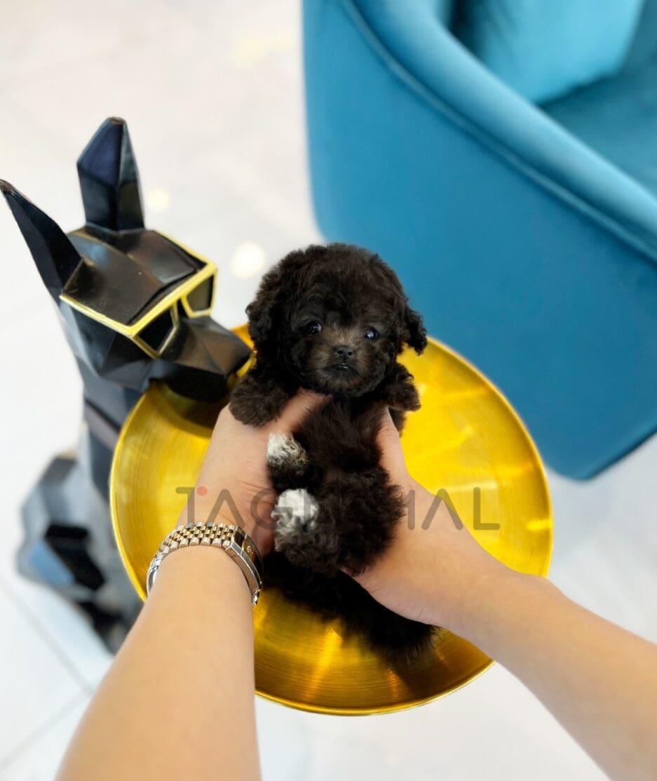 Poodle puppy for sale, dog for sale at Tagnimal