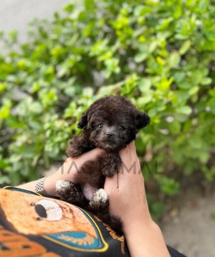 Poodle puppy for sale, dog for sale at Tagnimal