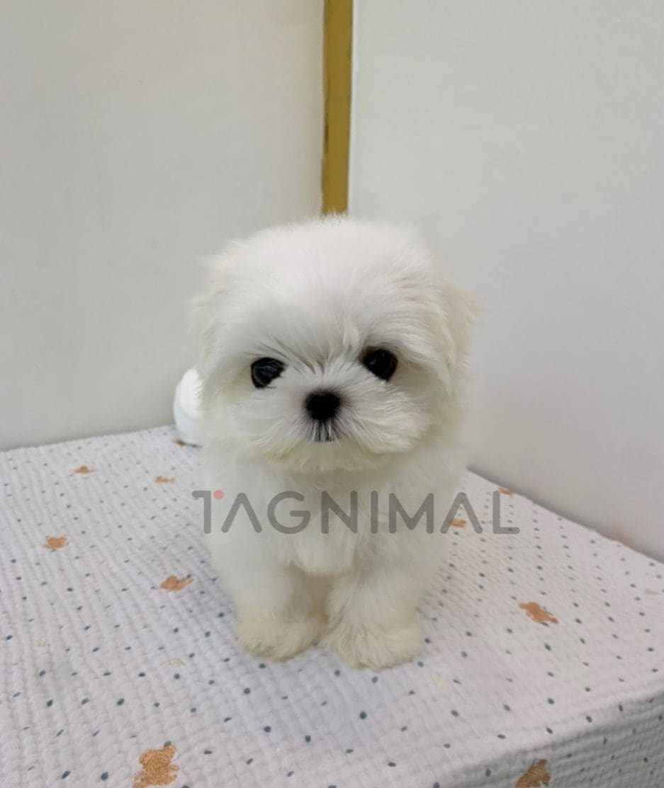 Maltese puppy for sale, dog for sale at Tagnimal