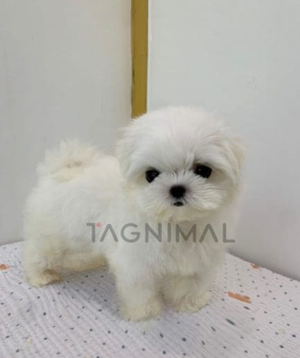 Maltese puppy for sale, dog for sale at Tagnimal