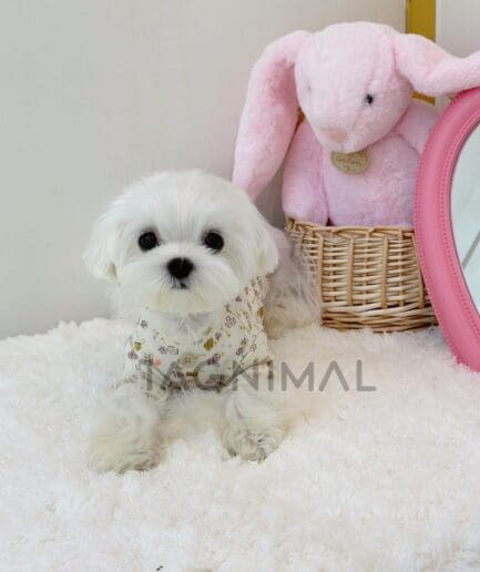 Maltese puppy for sale, dog for sale at Tagnimal