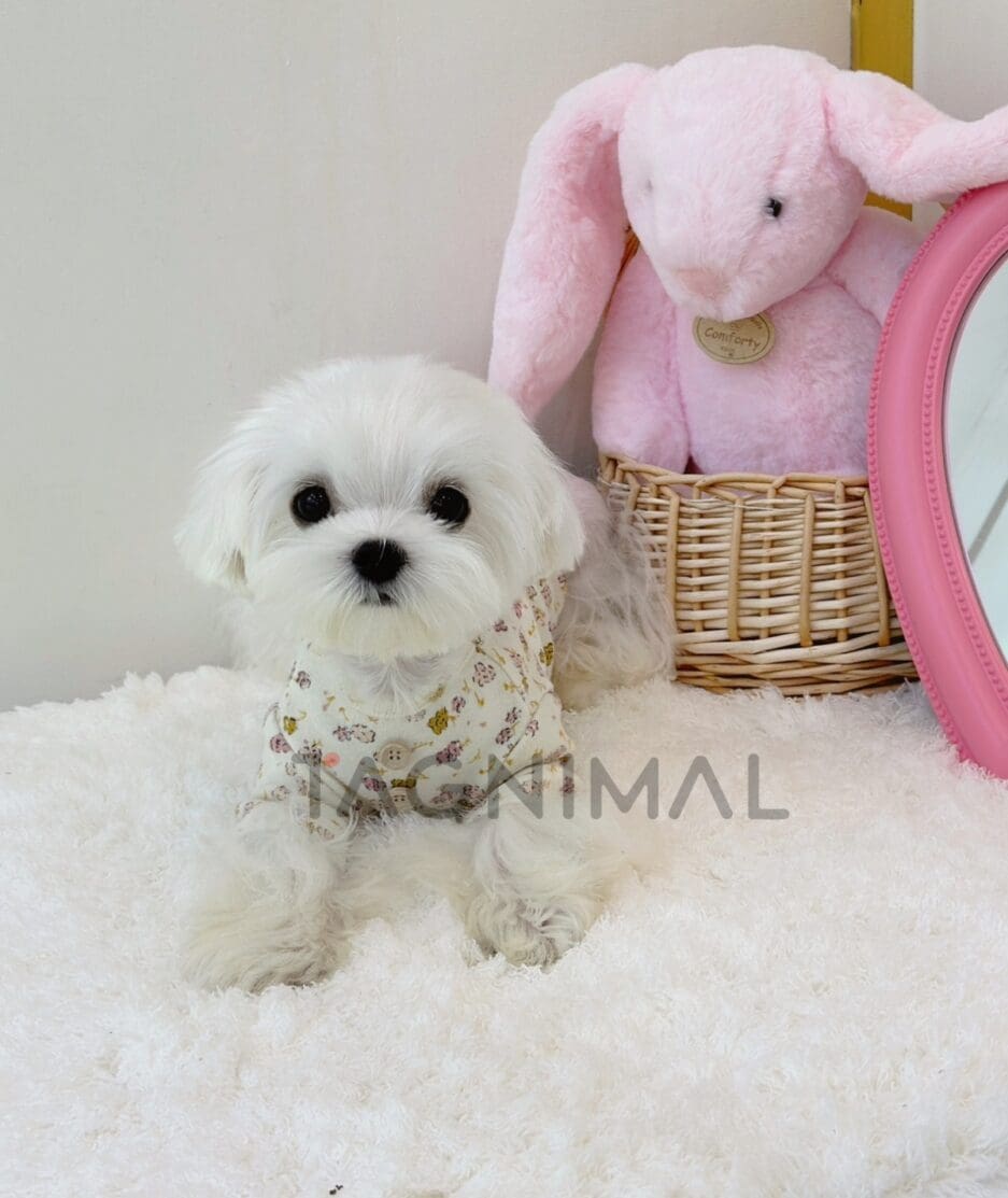 Maltese puppy for sale, dog for sale at Tagnimal