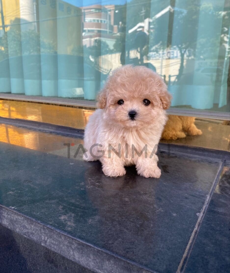 Maltipoo puppy for sale, dog for sale at Tagnimal