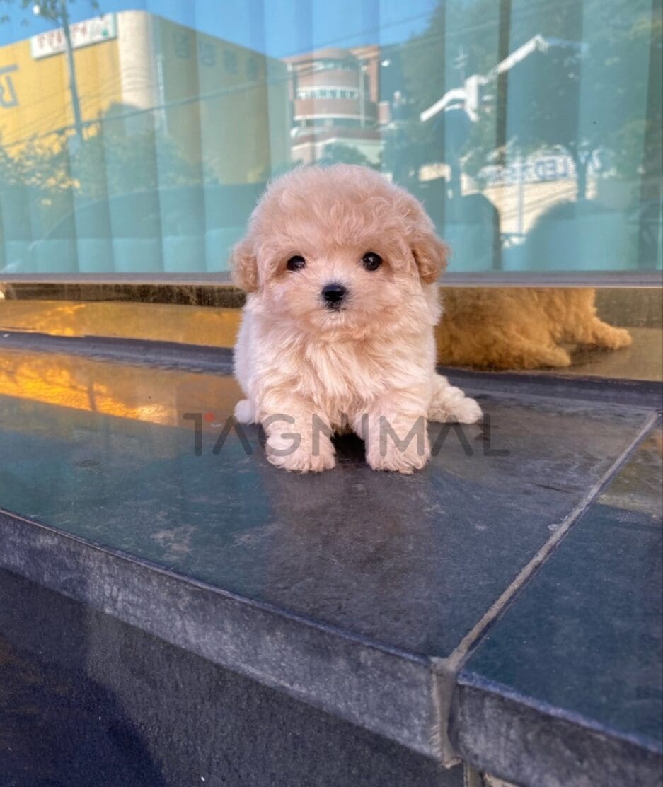 Maltipoo puppy for sale, dog for sale at Tagnimal