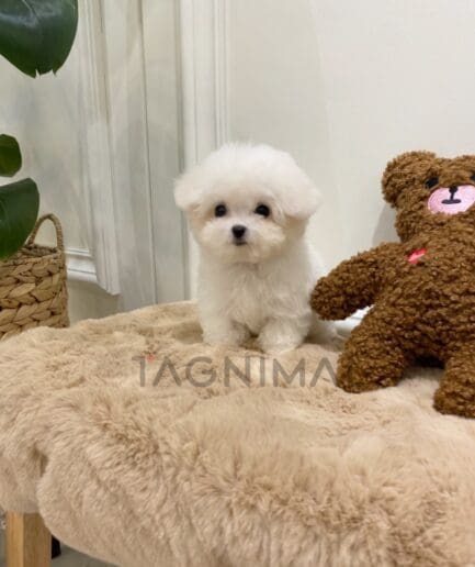 Bichon puppy for sale, dog for sale at Tagnimal