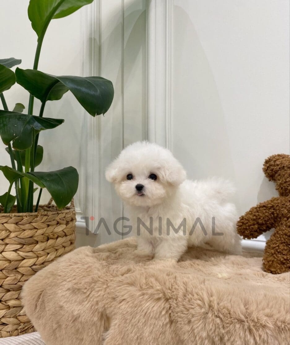 Bichon puppy for sale, dog for sale at Tagnimal