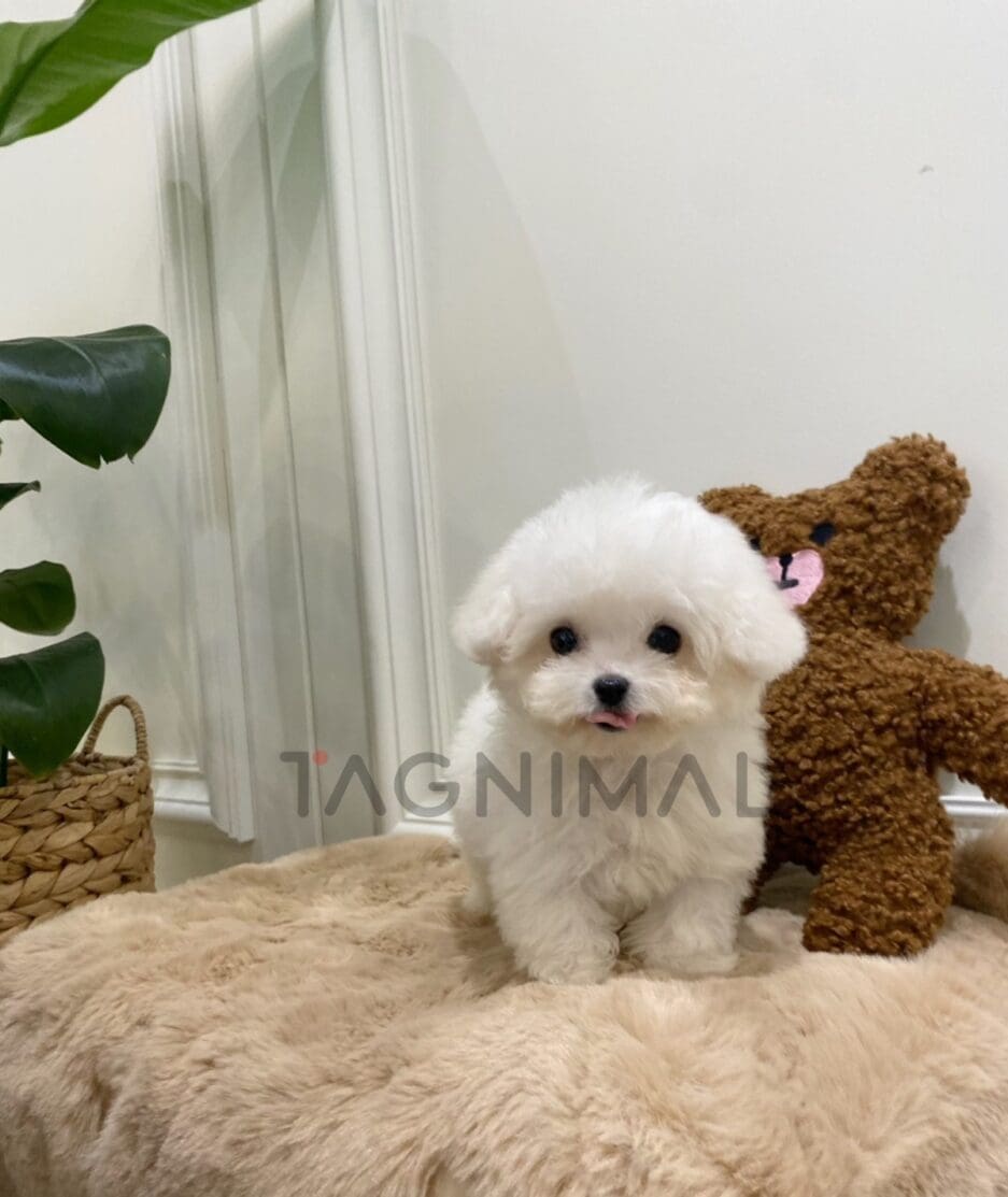 Bichon puppy for sale, dog for sale at Tagnimal