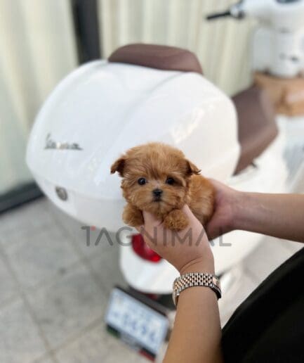 Maltipoo puppy for sale, dog for sale at Tagnimal