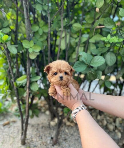 Maltipoo puppy for sale, dog for sale at Tagnimal