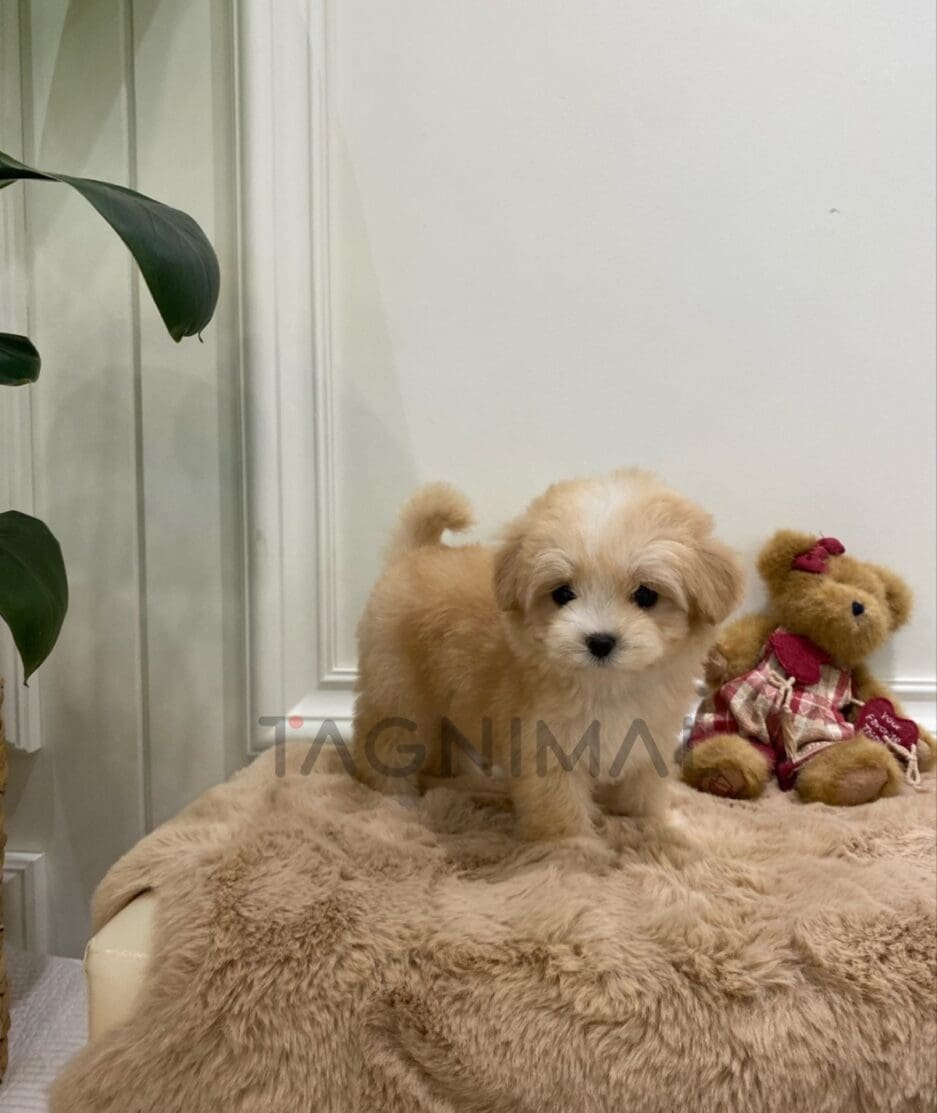 Maltipoo puppy for sale, dog for sale at Tagnimal