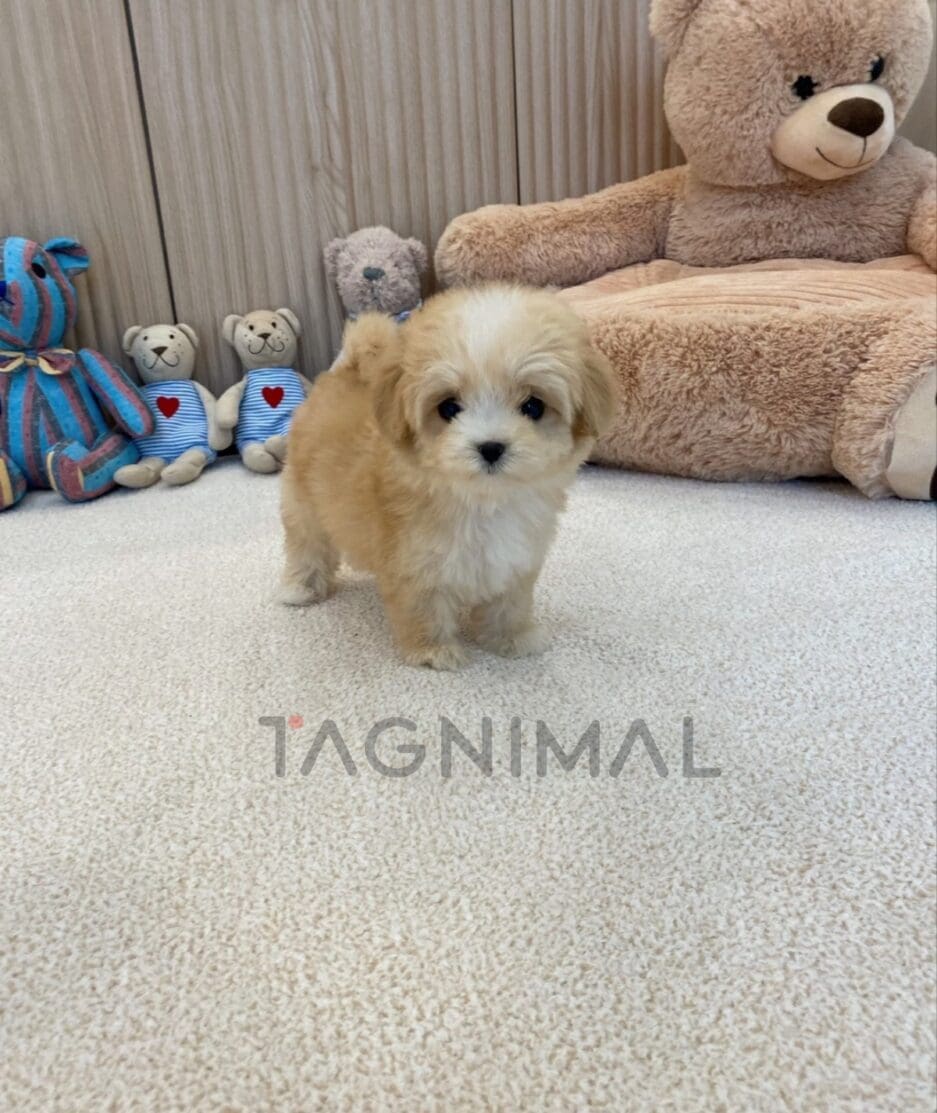 Maltipoo puppy for sale, dog for sale at Tagnimal