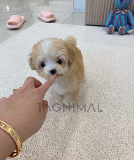 Maltipoo puppy for sale, dog for sale at Tagnimal