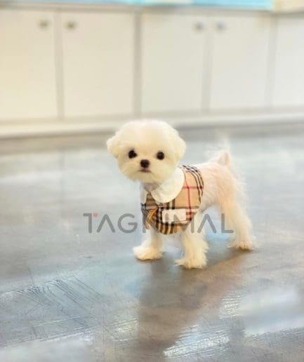 Maltese puppy for sale, dog for sale at Tagnimal