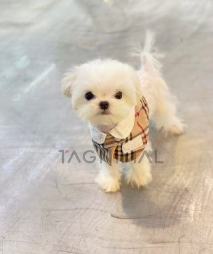 Maltese puppy for sale, dog for sale at Tagnimal