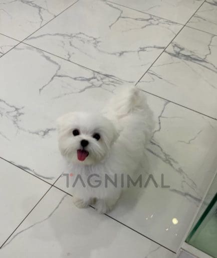 Maltese puppy for sale, dog for sale at Tagnimal