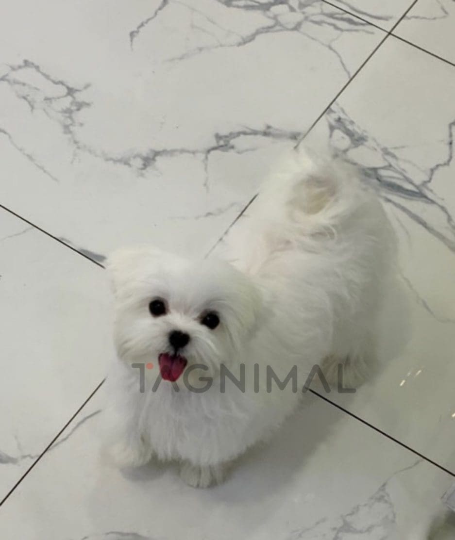 Maltese puppy for sale, dog for sale at Tagnimal