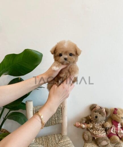 Maltipoo puppy for sale, dog for sale at Tagnimal