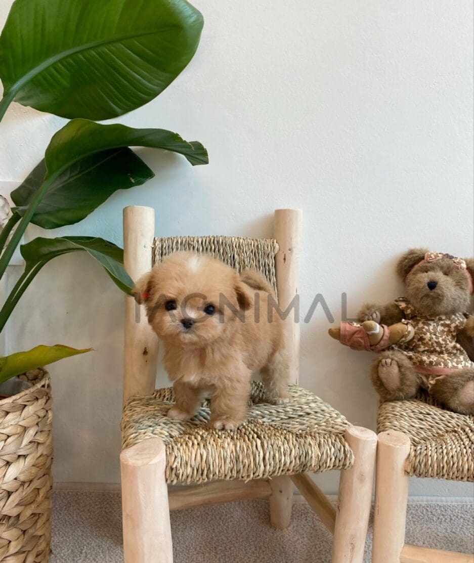 Maltipoo puppy for sale, dog for sale at Tagnimal