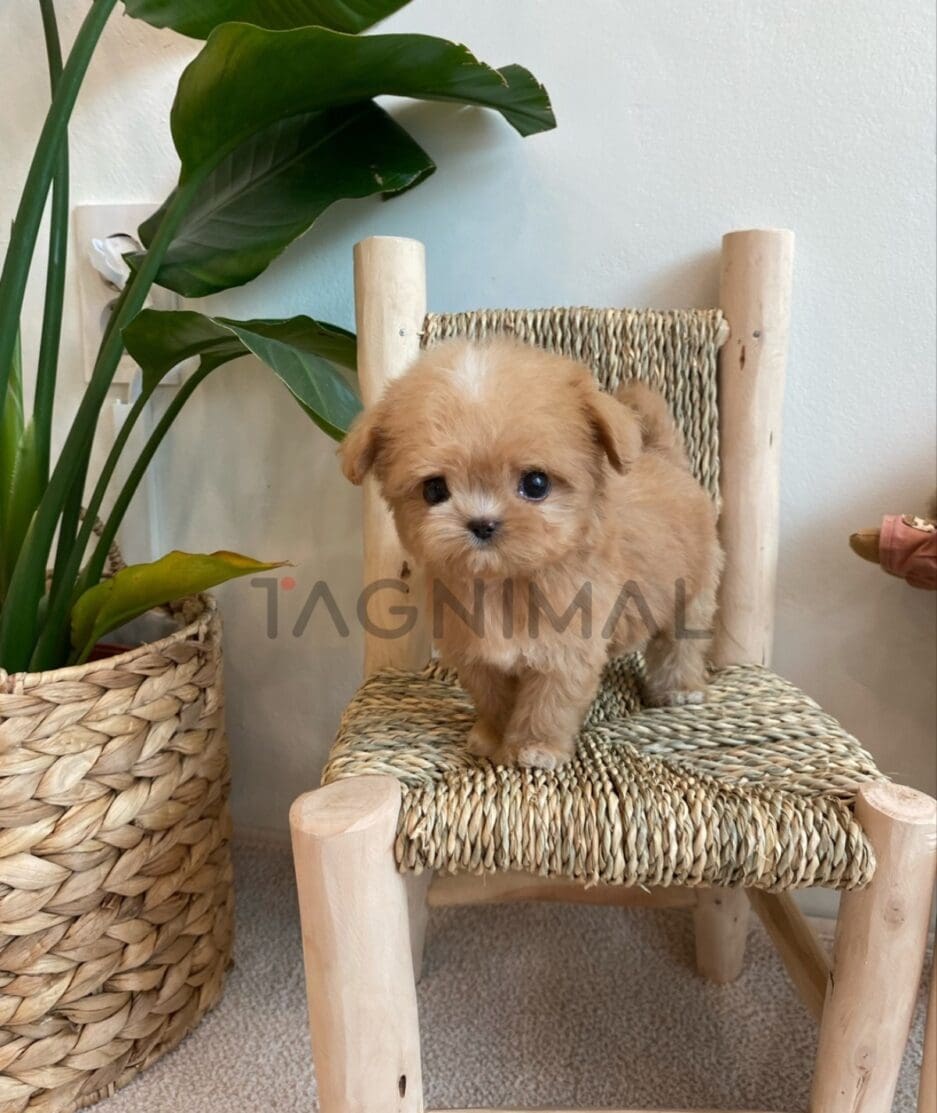 Maltipoo puppy for sale, dog for sale at Tagnimal