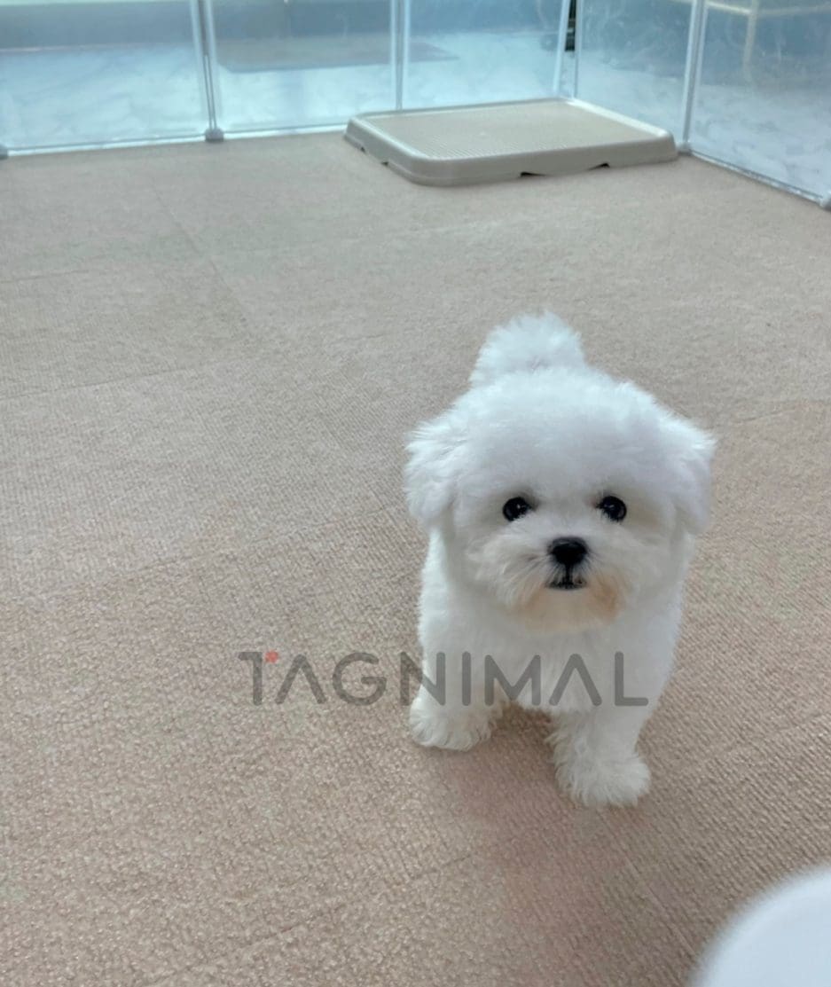 Bichon puppy for sale, dog for sale at Tagnimal