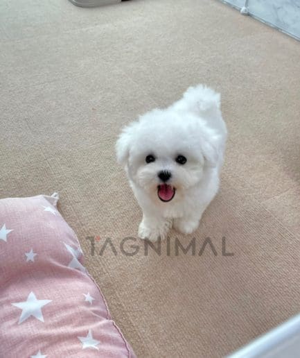 Bichon puppy for sale, dog for sale at Tagnimal