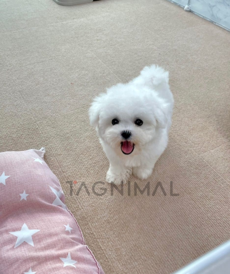 Bichon puppy for sale, dog for sale at Tagnimal